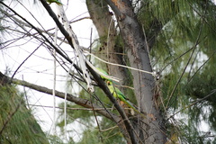 Psittacula krameri