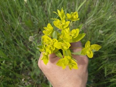 Euphorbia semivillosa