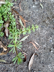Galium aparine