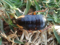 Pseudoderopeltis albilatera