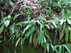 Carex fraseriana