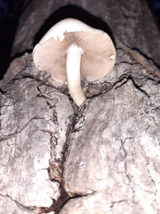 Cyclocybe aegerita