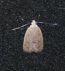 Inga obscuromaculella