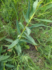 Euphorbia semivillosa