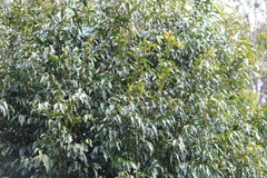 Syzygium smithii