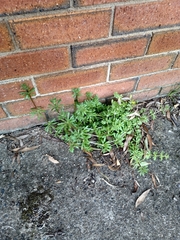 Galium aparine