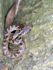 Leptodeira ashmeadii