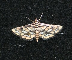 Hileithia magualis
