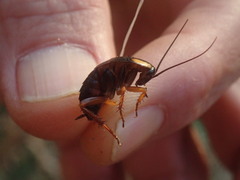 Pseudoderopeltis albilatera