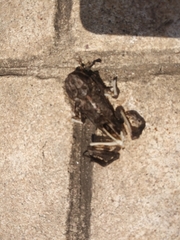 Incilius mazatlanensis