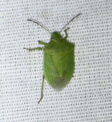 Thyanta custator accerra