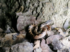 Leptodeira ashmeadii