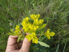 Euphorbia semivillosa