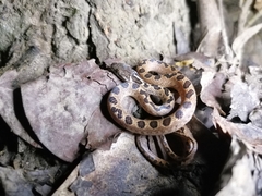 Leptodeira ashmeadii