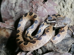 Leptodeira ashmeadii