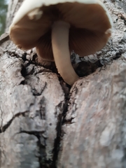 Cyclocybe aegerita