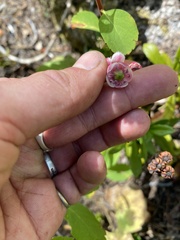 Chimaphila umbellata