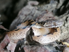 Leptodeira ashmeadii