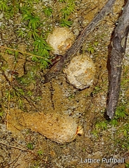 Calostoma ravenelii