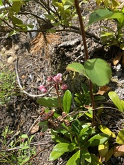 Chimaphila umbellata