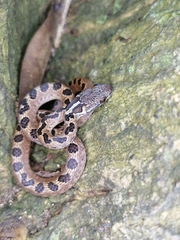 Leptodeira ashmeadii