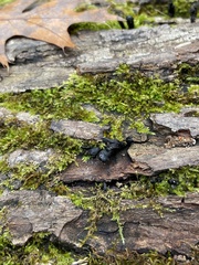 Holwaya mucida