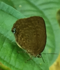Arhopala major