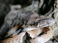 Leptodeira ashmeadii