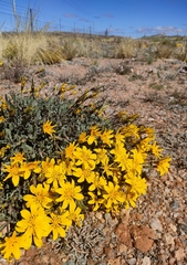 Dimorphotheca tragus