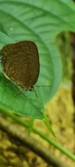 Arhopala major