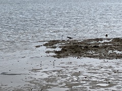Haematopus longirostris