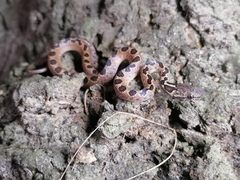 Leptodeira ashmeadii