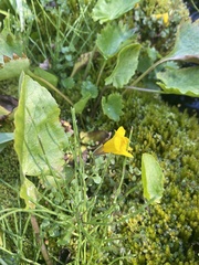 Erythranthe caespitosa