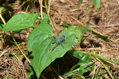 Diplacodes trivialis