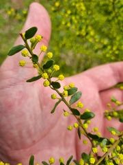 Acacia acinacea