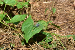 Diplacodes trivialis