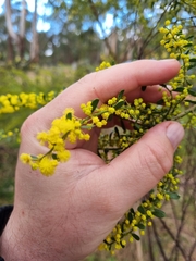 Acacia acinacea