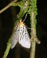 Tyspanodes hypsalis