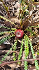 Banksia dallanneyi