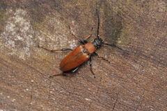 Stictoleptura rubra