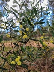 Acacia verniciflua