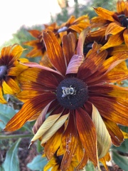 Bombus huntii