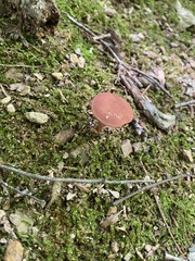 Phylloporus