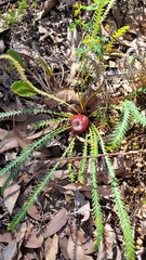 Banksia dallanneyi