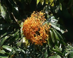 Saraca