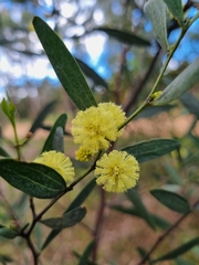 Acacia verniciflua