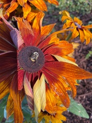 Bombus huntii