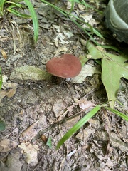 Phylloporus