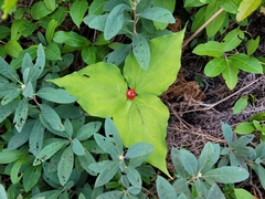 Trillium undulatum