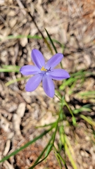 Iridaceae